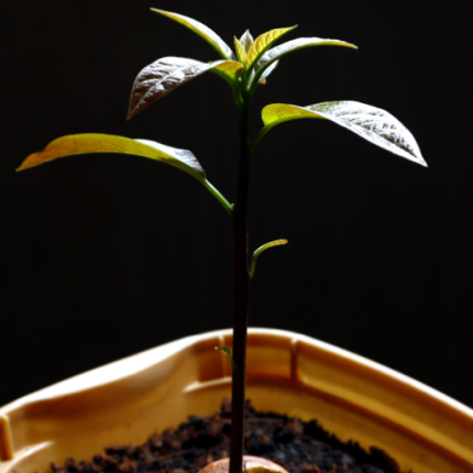 Hass Avocado Seedlings